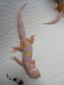 Albino Leopard Gecko