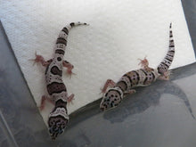 Load image into Gallery viewer, Mack Snow Leopard gecko
