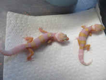 Load image into Gallery viewer, Albino Leopard Gecko
