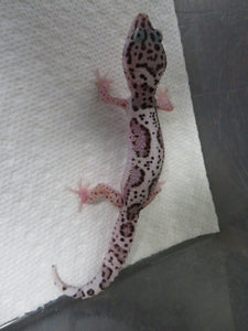 Mack Snow Jungle Leopard Gecko