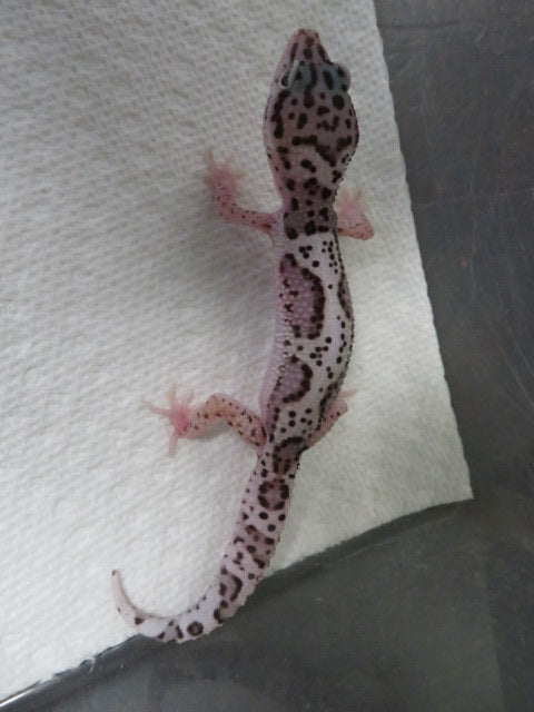 Mack Snow Jungle Leopard Gecko