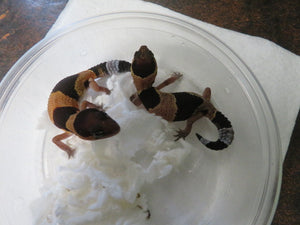 African Fat Tail Gecko cb
