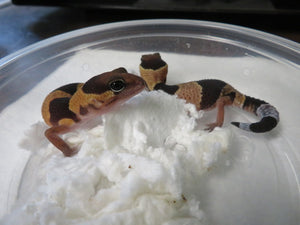 African Fat Tail Gecko cb