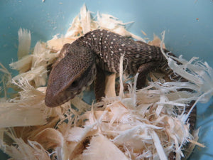 Savannah Monitor babies
