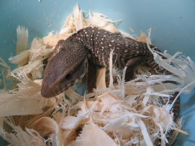 Savannah Monitor babies