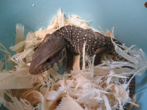Savannah Monitor babies