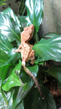 Load image into Gallery viewer, Crested Geckos
