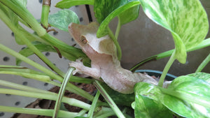 Fancy Crested Gecko babies