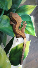 Load image into Gallery viewer, Crested Geckos
