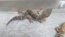 Load image into Gallery viewer, Leopard Gecko Rehome Adult Male Forest
