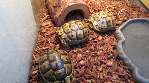 Greek Tortoise