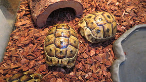 Greek Tortoise