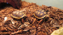 Load image into Gallery viewer, Red Footed Tortoise Babies
