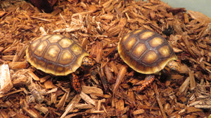 Red Footed Tortoise Babies