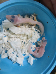 Blizzard Leopard Gecko