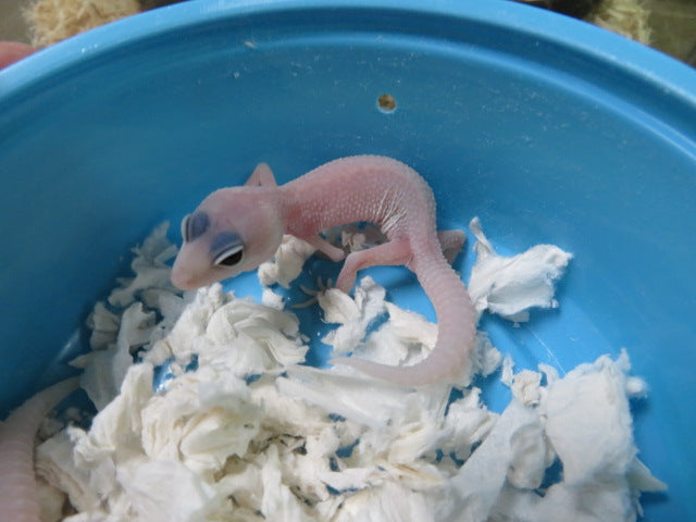 Blizzard Leopard Gecko
