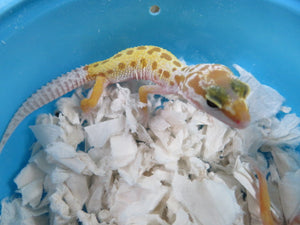 Leucistic Leopard Gecko