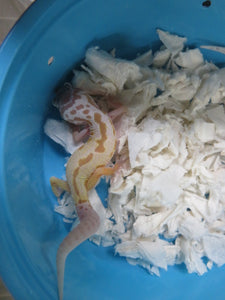 Leucistic Leopard Gecko