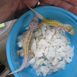 Leucistic Leopard Gecko