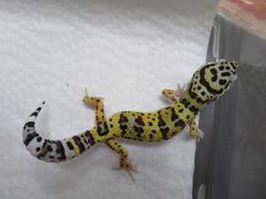 Leopard Gecko Juvenile LG18