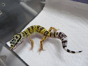 Leopard Gecko Juvenile LG18