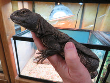 Load image into Gallery viewer, Mali Uromastyx Rehome
