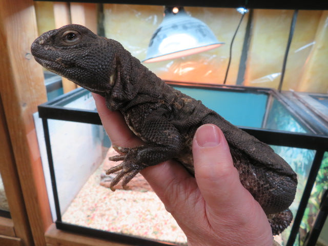 Mali Uromastyx Rehome
