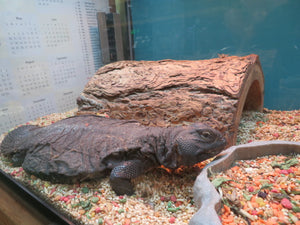 Mali Uromastyx Rehome