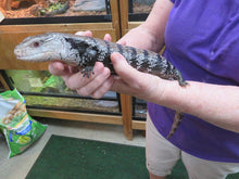 Load image into Gallery viewer, Blue Tongue Skink Chuck Rehome
