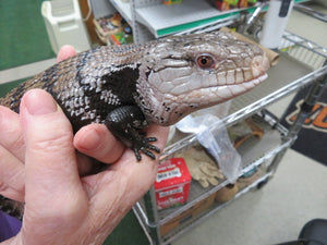 Blue Tongue Skink Chuck Rehome