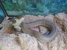 Load image into Gallery viewer, Madagascan Giant Blonde Hognose Snake
