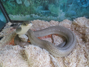 Madagascan Giant Blonde Hognose Snake