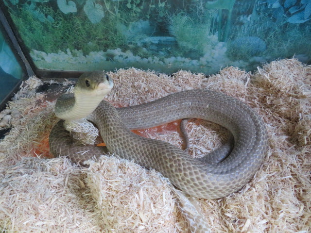 Madagascan Giant Blonde Hognose Snake