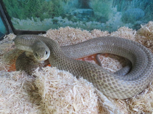 Madagascan Giant Blonde Hognose Snake