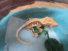 Load image into Gallery viewer, Tri-Color Lilly White Crested Gecko R2
