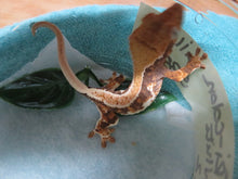 Load image into Gallery viewer, Tri-Color Lilly White Crested Gecko R2

