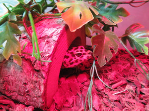 Leopard Gecko Rehome Adult Female Blister