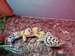 Leopard Gecko Rehome Adult Female Blister