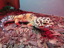 Load image into Gallery viewer, Leopard Gecko Rehome Adult Female Blister
