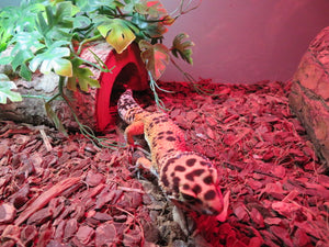 Leopard Gecko Rehome Adult Female Blister