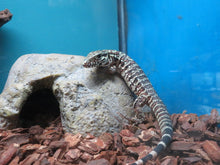 Load image into Gallery viewer, Argentine Red Tegu Baby
