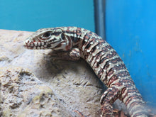 Load image into Gallery viewer, Argentine Red Tegu Baby
