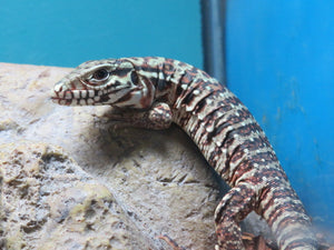 Argentine Red Tegu Baby