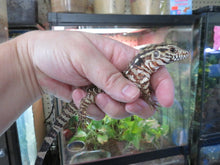 Load image into Gallery viewer, Argentine Red Tegu Baby
