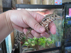 Argentine Red Tegu Baby