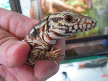 Load image into Gallery viewer, Argentine Red Tegu Baby
