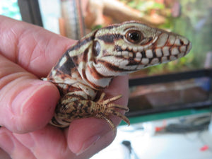 Argentine Red Tegu Baby