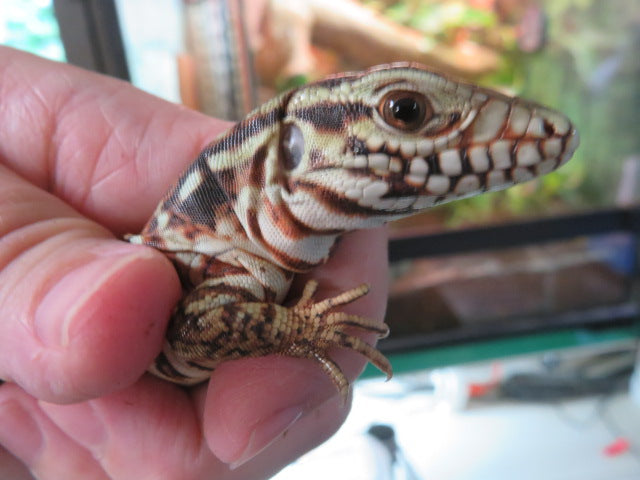 Argentine Red Tegu Baby