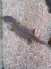 Load image into Gallery viewer, Savannah Monitor babies
