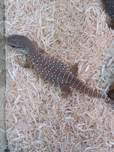 Savannah Monitor babies
